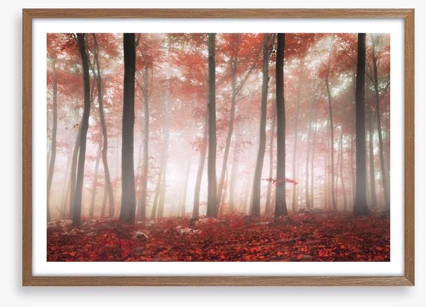 Red leaf forest