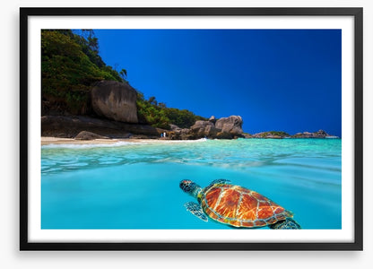 Tropical green turtle