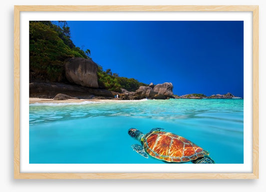 Tropical green turtle