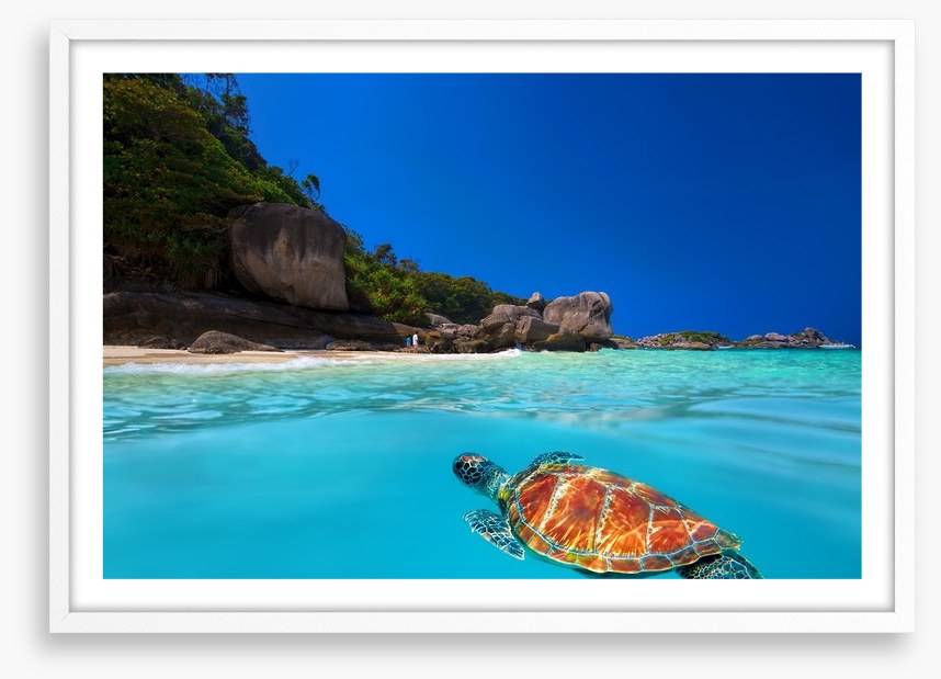 Tropical green turtle