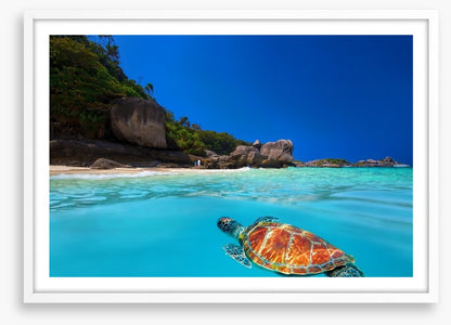 Tropical green turtle