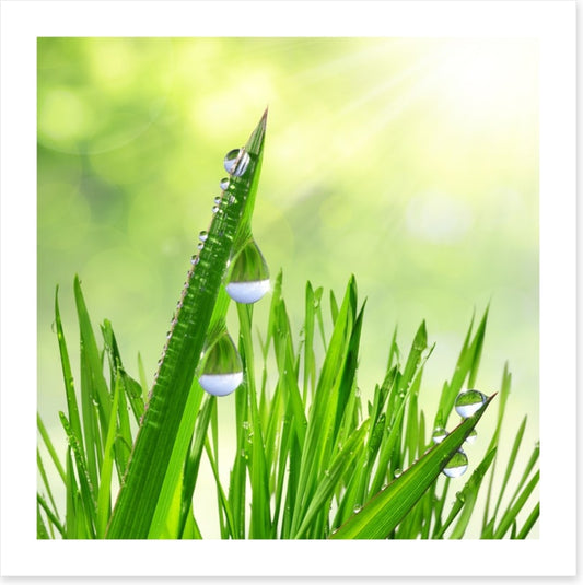 Leaves of grass