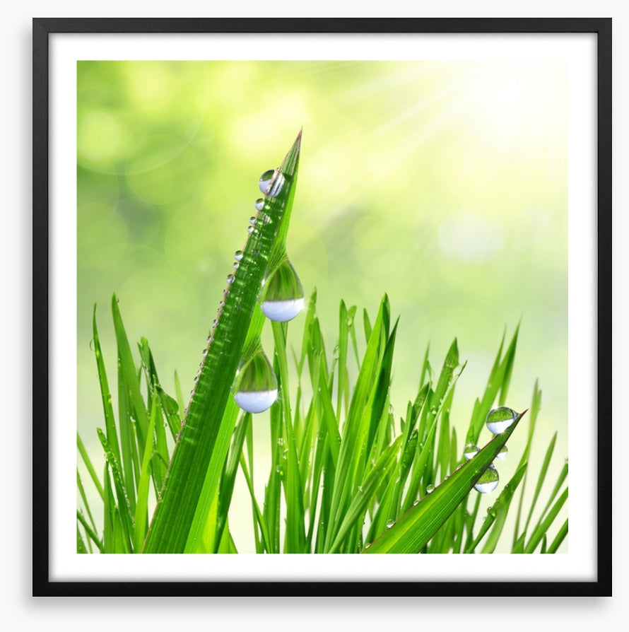 Leaves of grass