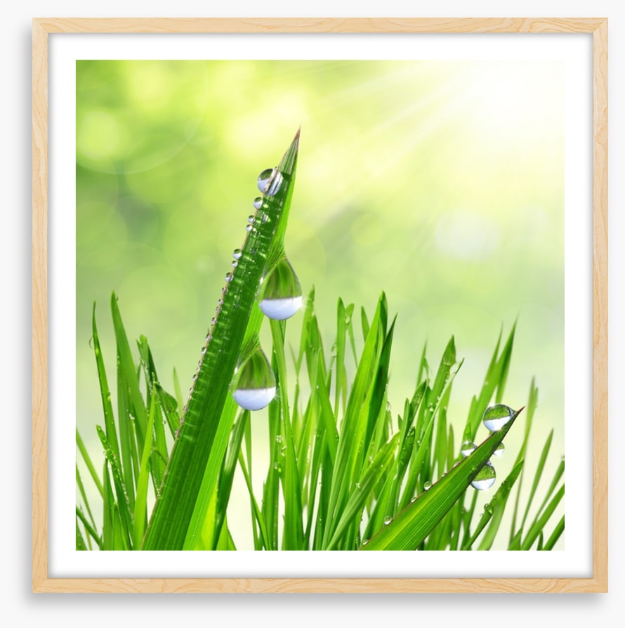 Leaves of grass