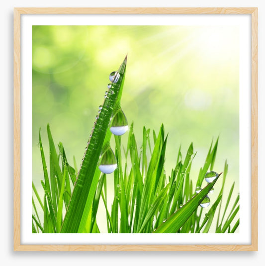 Leaves of grass