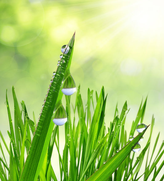 Leaves of grass