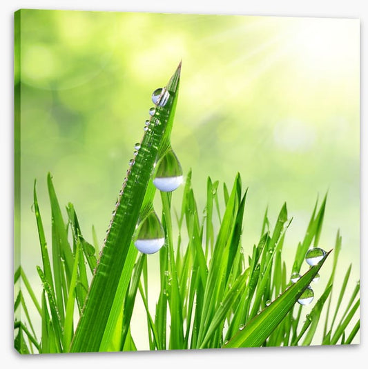 Leaves of grass