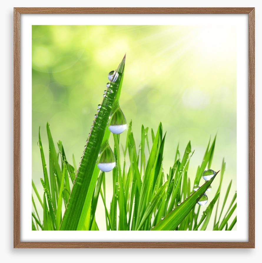 Leaves of grass