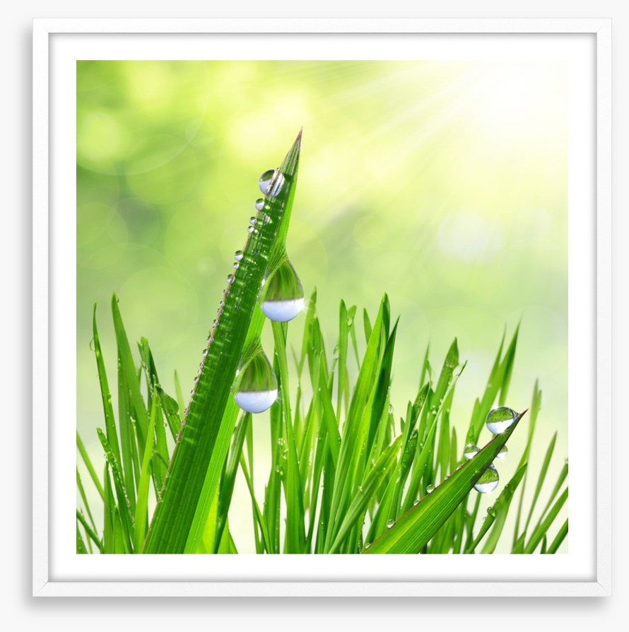 Leaves of grass