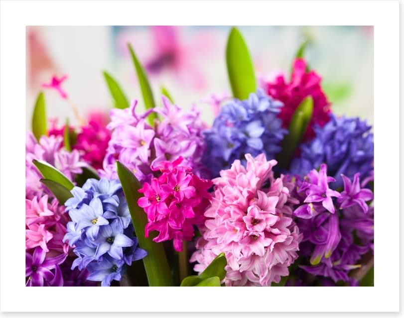 Hyacinth happiness