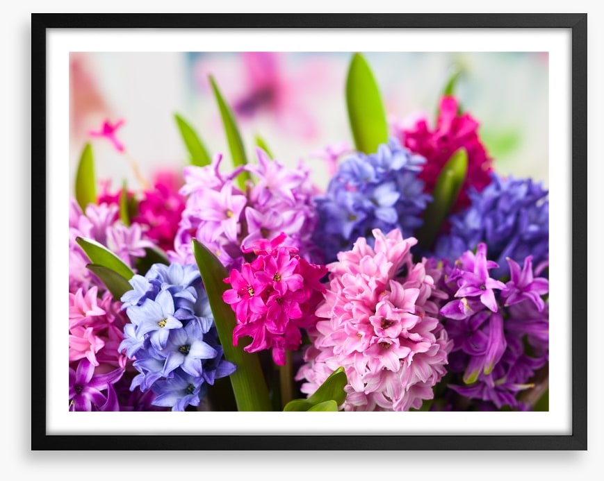 Hyacinth happiness