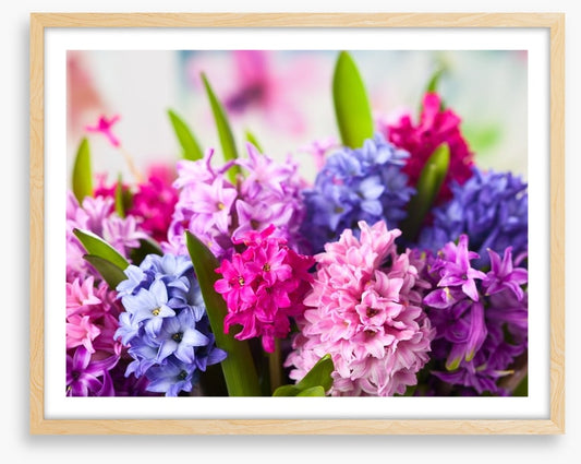 Hyacinth happiness