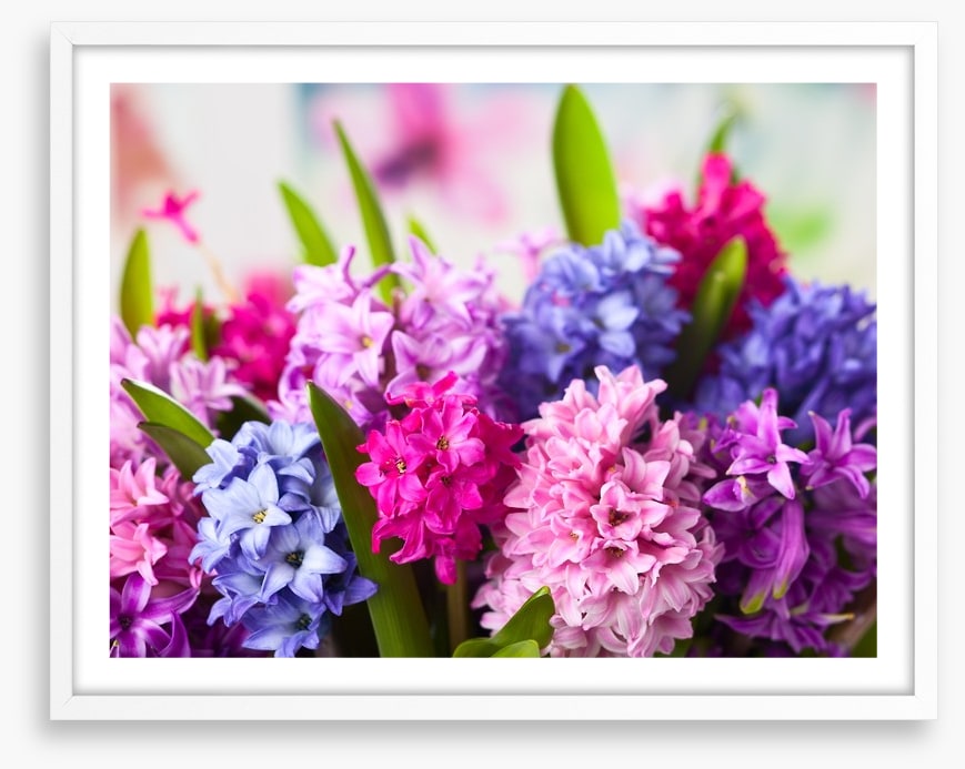 Hyacinth happiness