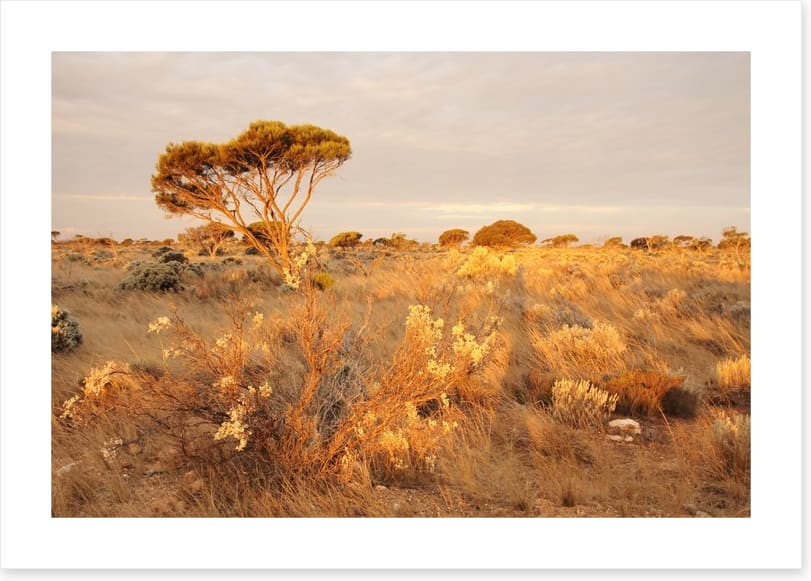 Alone on the Nullarbor