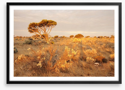 Alone on the Nullarbor