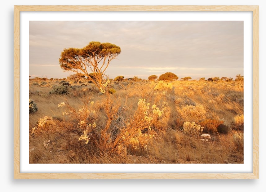 Alone on the Nullarbor