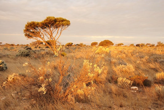 Alone on the Nullarbor