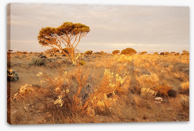 Alone on the Nullarbor