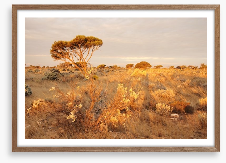 Alone on the Nullarbor