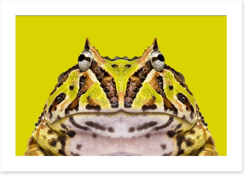 Reptiles / Amphibian