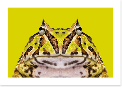 Reptiles / Amphibian