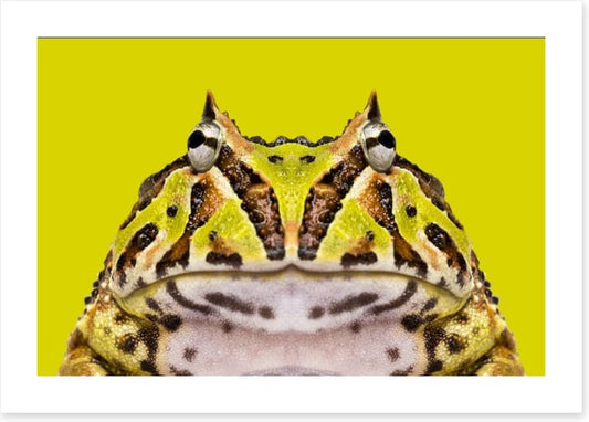 Reptiles / Amphibian