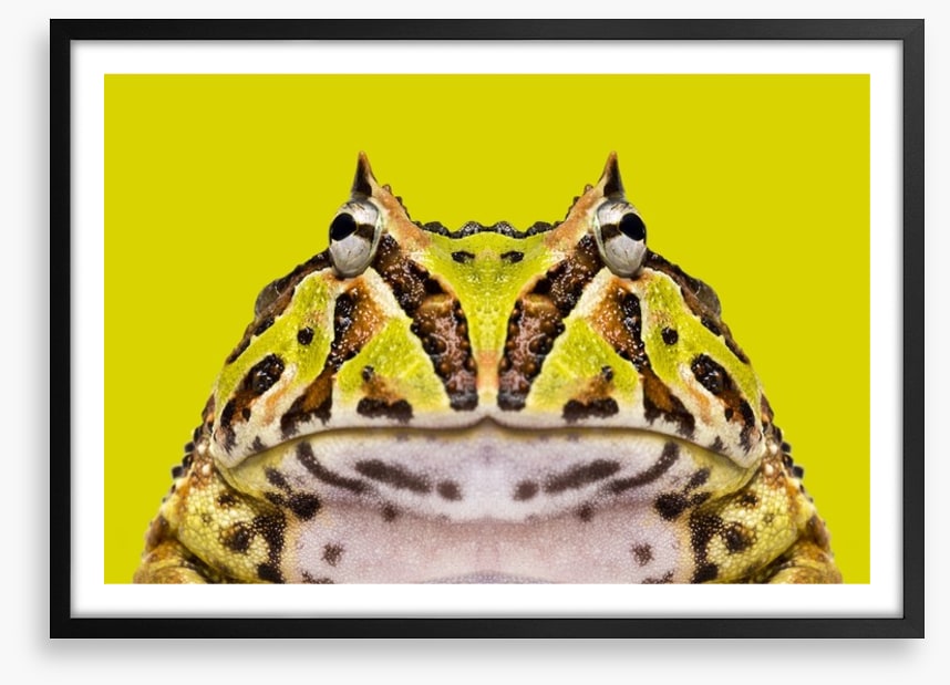 Reptiles / Amphibian