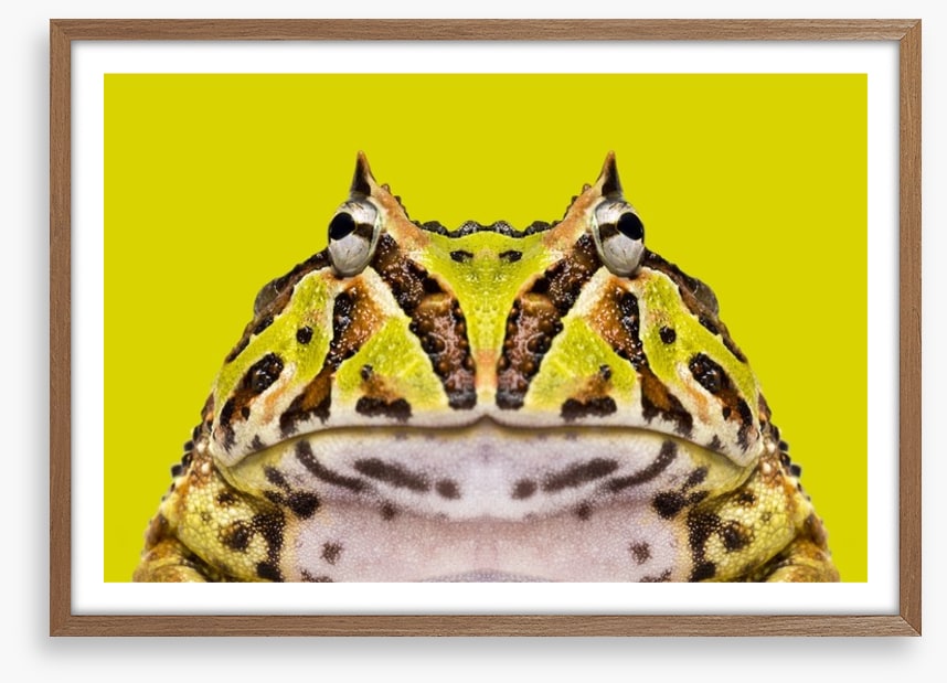 Reptiles / Amphibian