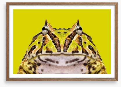 Reptiles / Amphibian