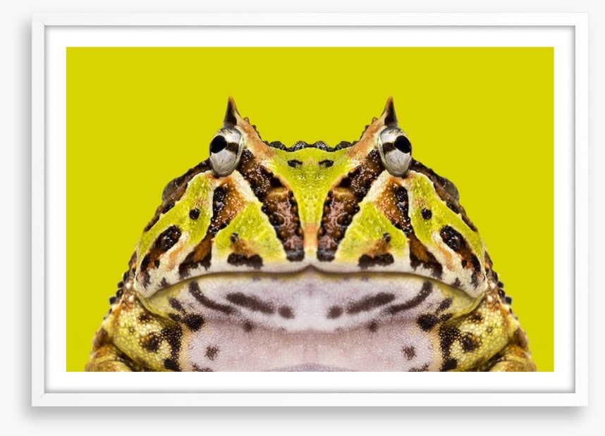 Reptiles / Amphibian