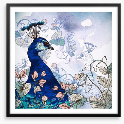 Peacock shadow
