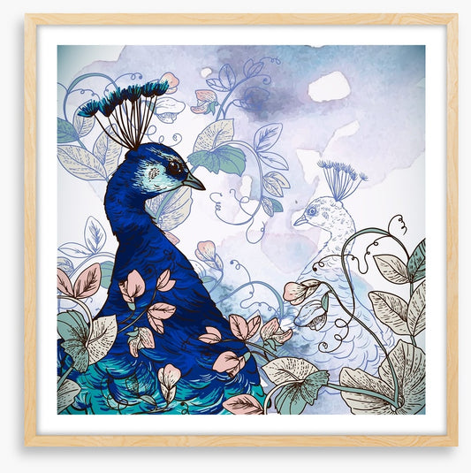 Peacock shadow