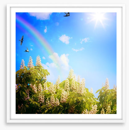 Rainbows