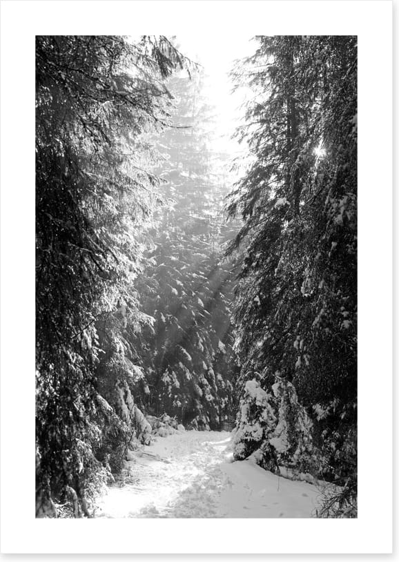 Between the fir trees