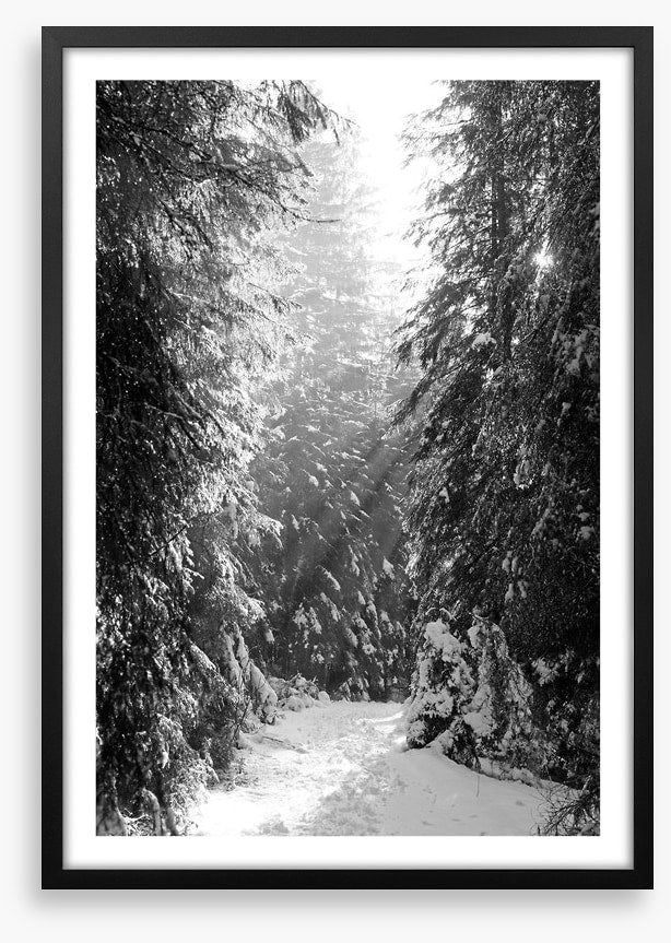 Between the fir trees