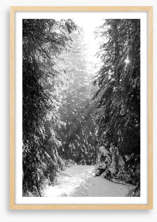 Between the fir trees