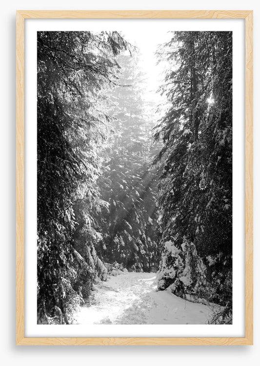 Between the fir trees