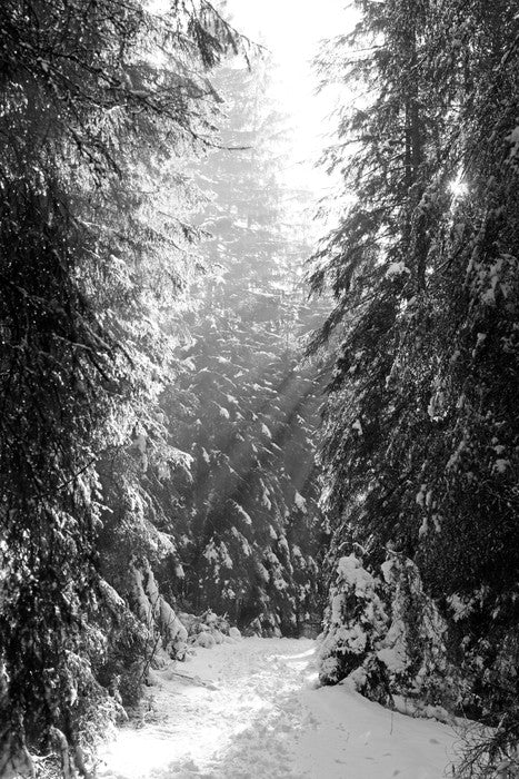 Between the fir trees