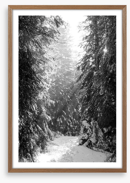 Between the fir trees