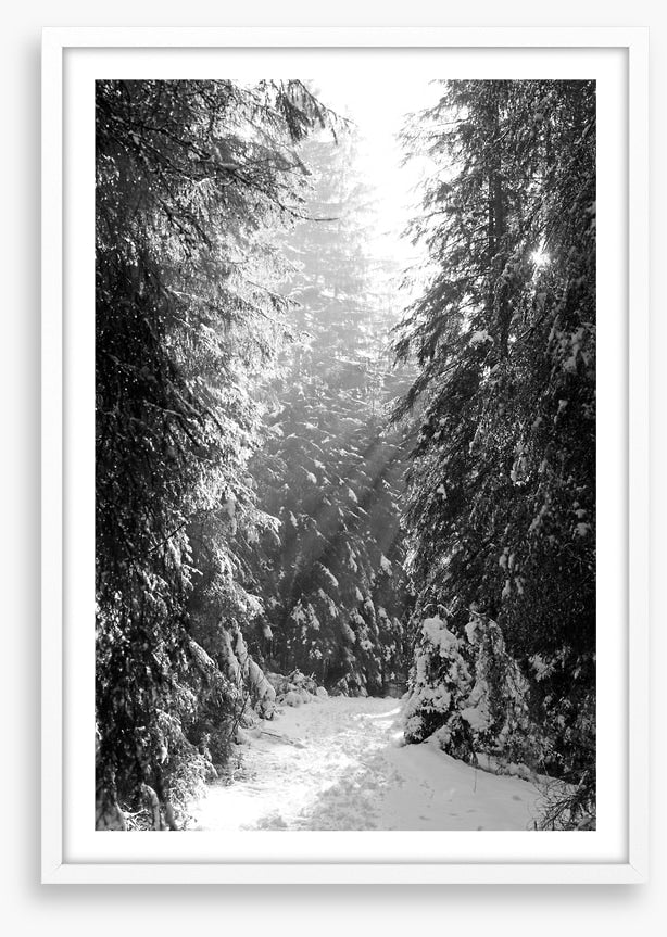 Between the fir trees