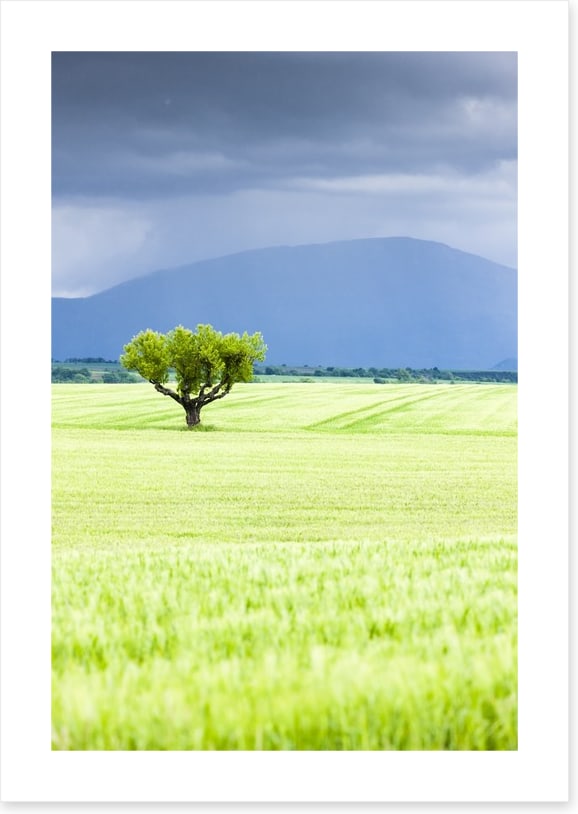 The lonesome tree