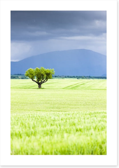 The lonesome tree