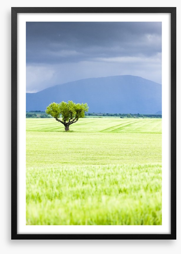 The lonesome tree