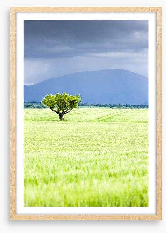 The lonesome tree
