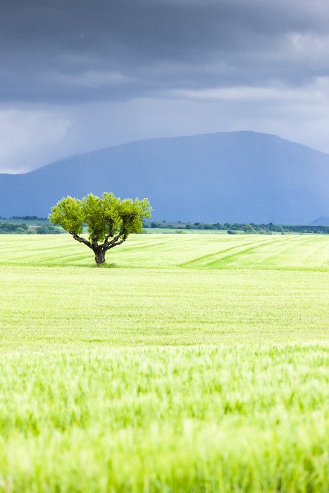 The lonesome tree