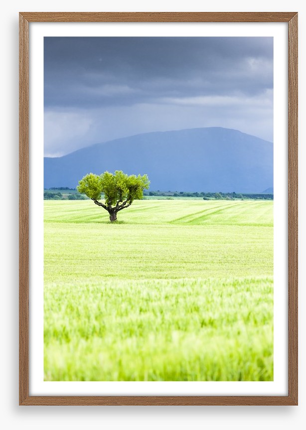 The lonesome tree