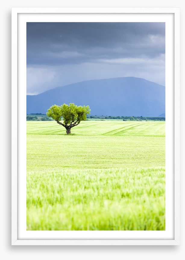 The lonesome tree