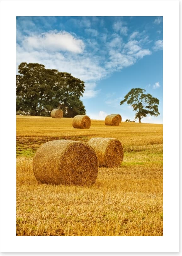 Hay bale harvest