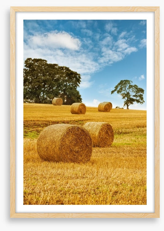 Hay bale harvest
