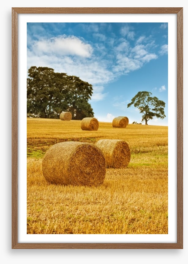 Hay bale harvest